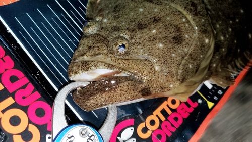 ヒラメの釣果