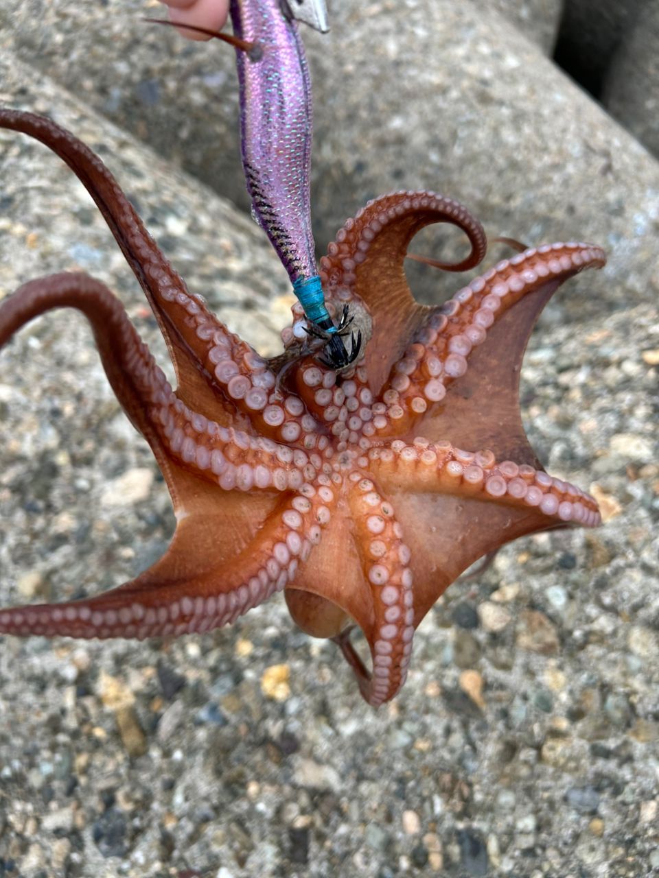 タコ