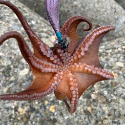 タコ