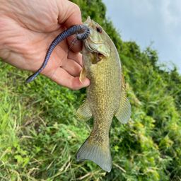 スモールマウスバス