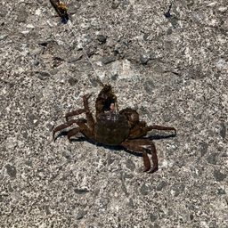 カニ