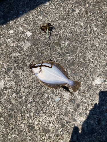 イシガレイの釣果