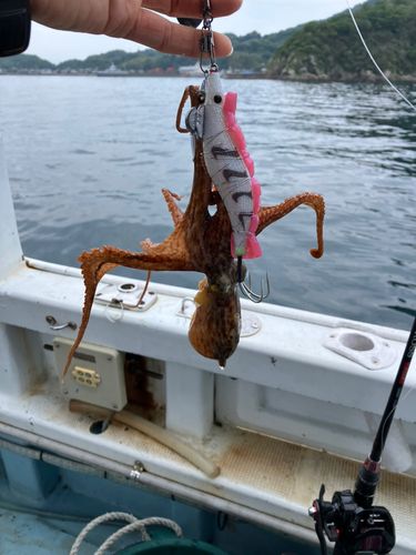 タコの釣果