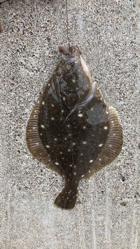 カレイの釣果