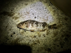 タケノコメバルの釣果