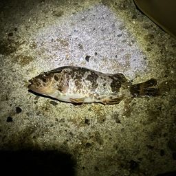 タケノコメバル