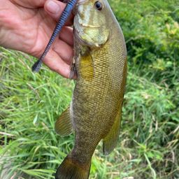 スモールマウスバス