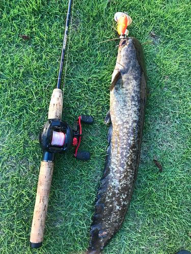 ニホンナマズの釣果