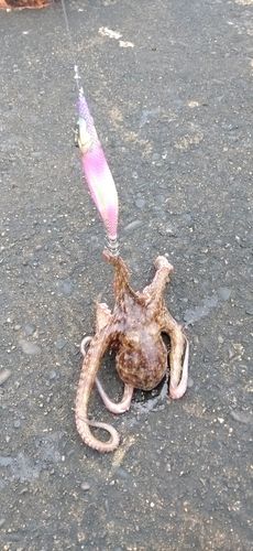 タコの釣果