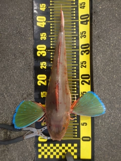 ホウボウの釣果