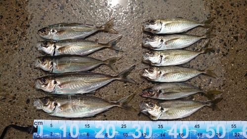 アジの釣果