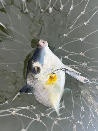 ギマの釣果