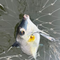 ギマ