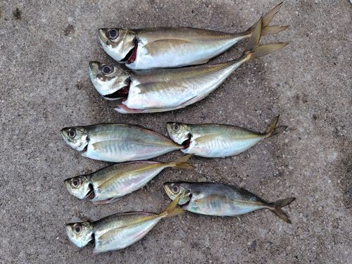 アジの釣果