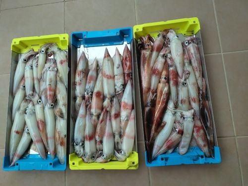 ケンサキイカの釣果