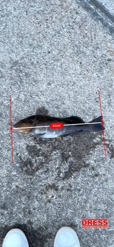 アイナメの釣果