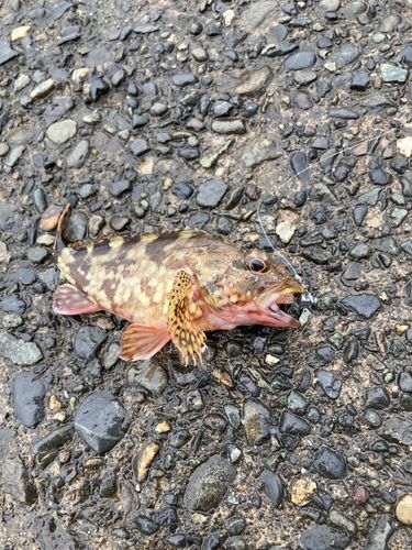 カサゴの釣果