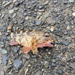 カサゴ