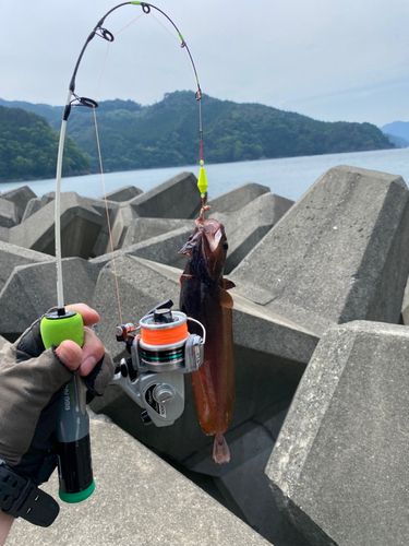 エゾイソアイナメの釣果