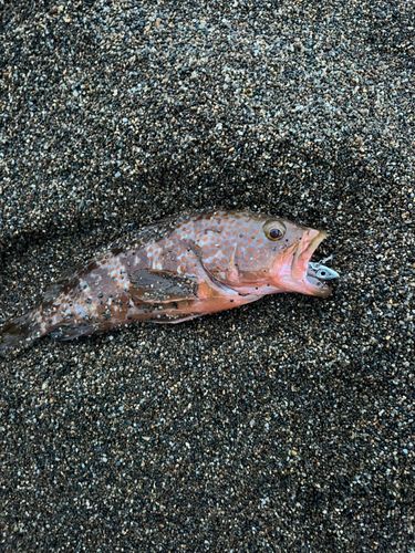 キジハタの釣果