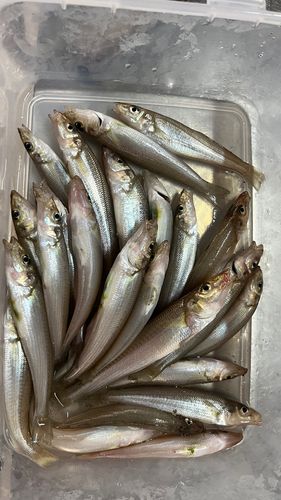 シロギスの釣果