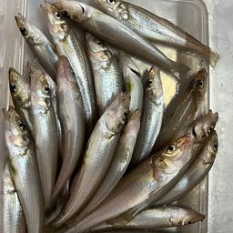 シロギス