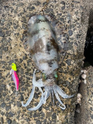 アオリイカの釣果