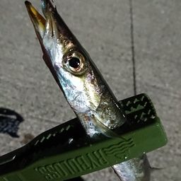 カマス