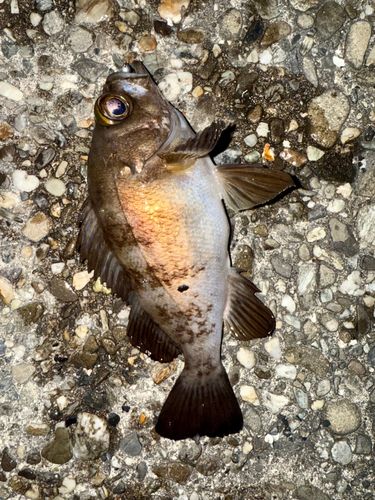 メバルの釣果