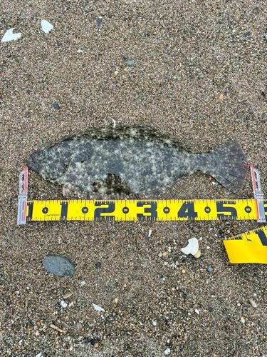 ヒラメの釣果