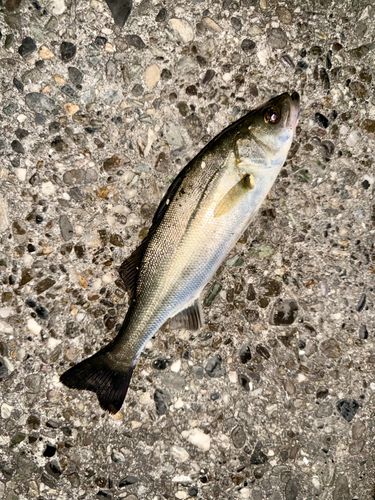 セイゴ（マルスズキ）の釣果