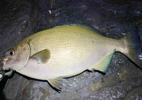 イスズミの釣果