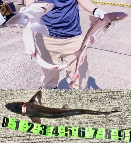 ホシザメの釣果