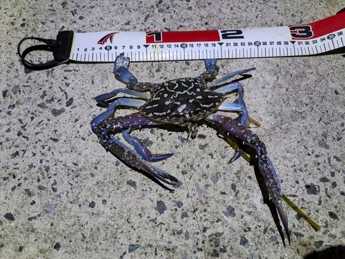 タイワンガザミ