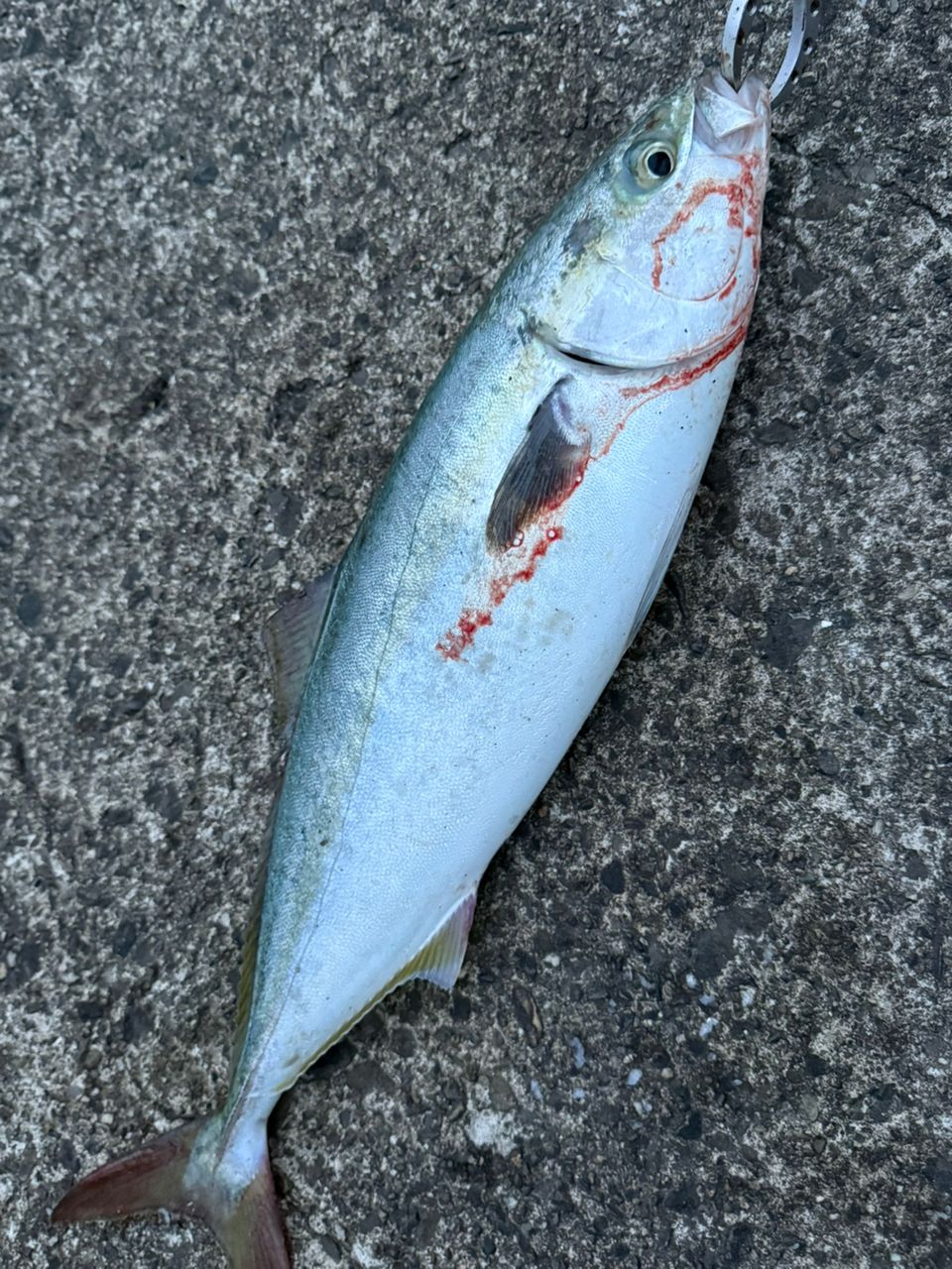 ハマチ