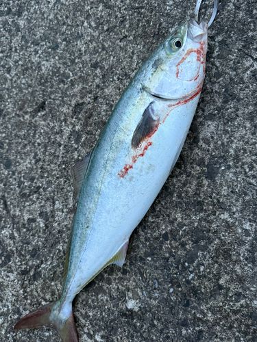 ハマチの釣果