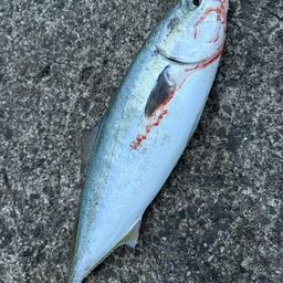 ハマチ
