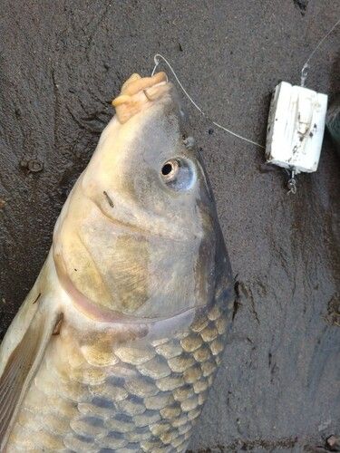 コイの釣果