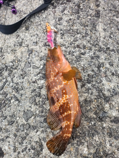 キジハタの釣果