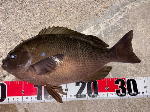 クチブトグレの釣果