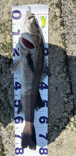 シーバスの釣果