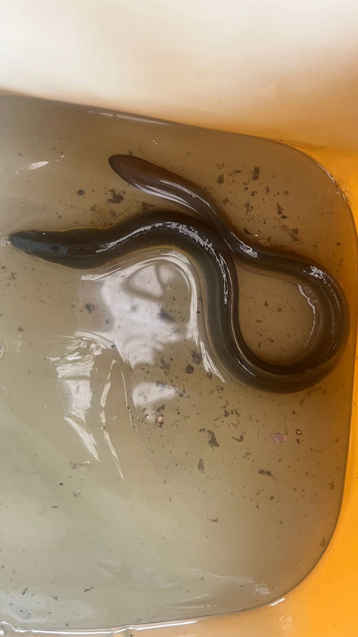 ニホンウナギ
