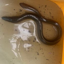 ニホンウナギ