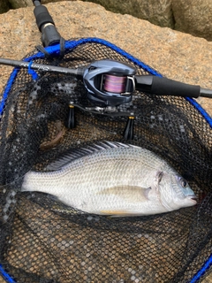 キビレの釣果