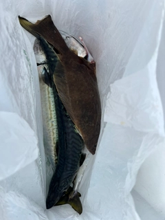 サバの釣果
