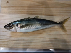 マアジの釣果
