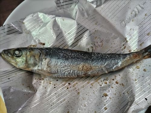 イワシの釣果