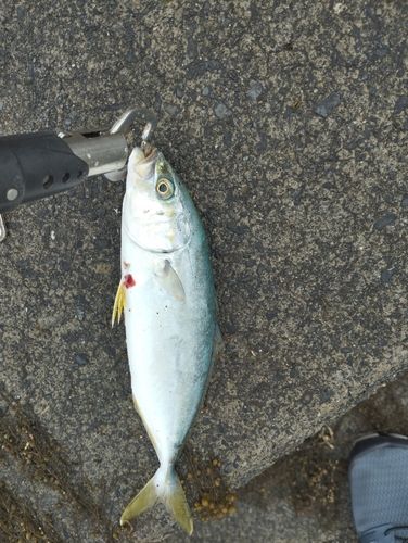 ワカシの釣果