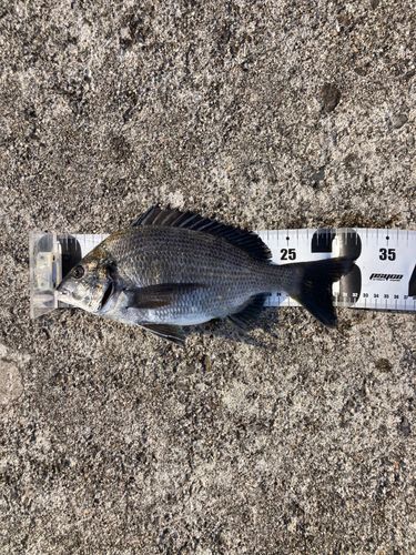 クロダイの釣果