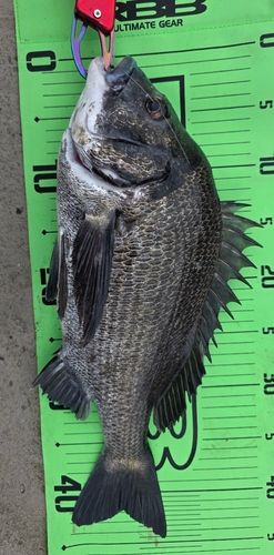 チヌの釣果